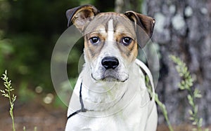 White and tan mixed breed puppy dog, animal shelter pet adoption photo