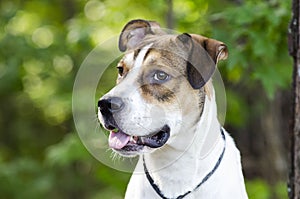 White and tan mixed breed puppy dog, animal shelter pet adoption photo