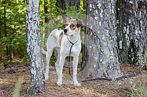 White and tan mixed breed puppy dog, animal shelter pet adoption photo
