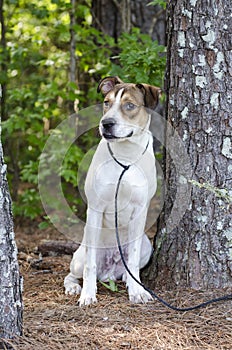 White and tan mixed breed puppy dog sitting, animal shelter pet adoption photo