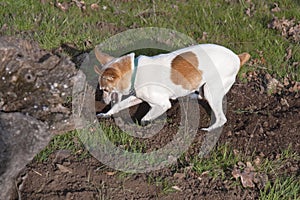 White and Tan Toy Fox Terrier Digging for Gophers