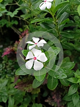 white tapak dara flower blooms