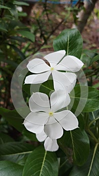 White Tapak Dara Flowers
