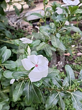 White tapak dara flowers