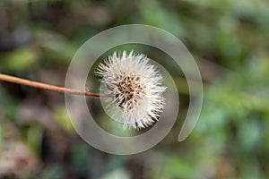 White taraxacum flower in the garden