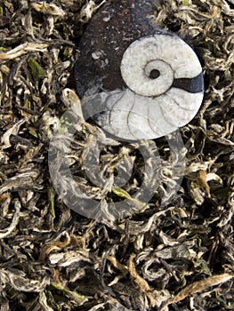 White tea - chinese Bai Cha