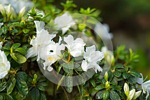 White Tea flower