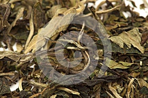 White tea Pai Mu Tan leaves
