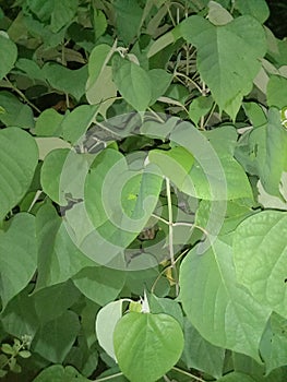 white teak leaves that thrive in tropical climates