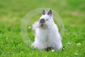 White Teddy rabbit in the grass.