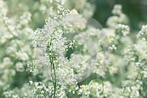 White tender bedstraw flowers in a summer meadow, selective focus