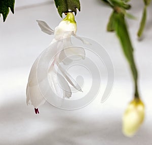 White tender flower of decembrist