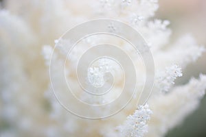 White tender fluffy flowers, soft focus,close up.