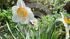 White tender narcissus flowers blooming in spring sunny garden