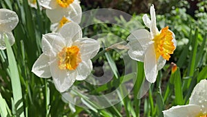 White tender narcissus flowers blooming in spring sunny garden