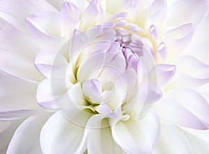 White tenderness dahlia close up shot