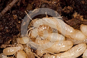 Blanco termitas 