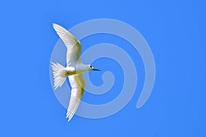 White tern, bird