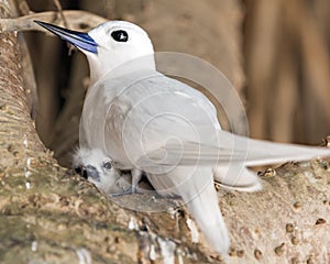 White tern with chick