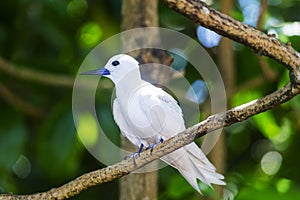 White Tern or Fairy Tern Gygis alba at Cousin Island, Seychelles, Indian Ocean, Africa