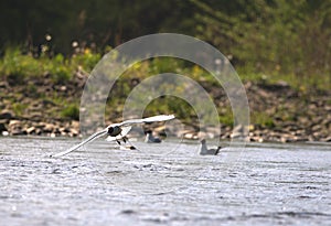 White tern flight over river