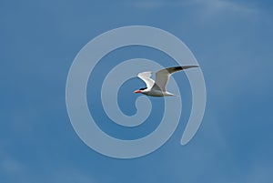 White Tern flying through the air with blue sky