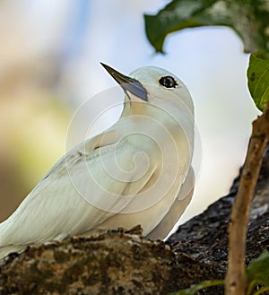 White tern Gygis alba at Cousin island, Seychelles