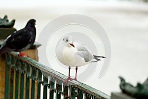 White tern sitting on a metal fence in a winter scenery