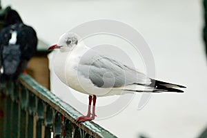 White tern sitting on a metal fence in a winter scenery