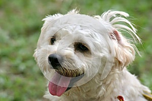 White terrier photo