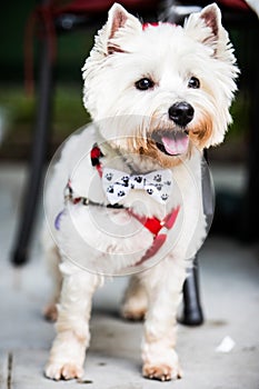 White Terrier with bow tie