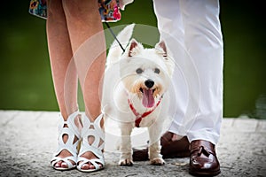 White Terrier with bow tie