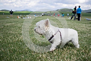 White terrier dog playing in the grass on the meadow durig summer.