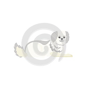 White terrier flat color vector character