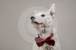 White terrier sitting in studio