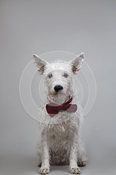 White terrier sitting in studio