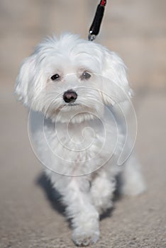 White terrier walking