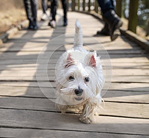 White terrier on a wooden trail