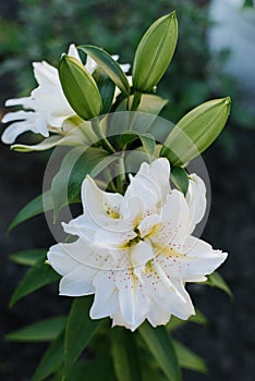White terry oriental lily Sita blooms in the garden in summer