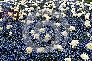 White terry tulip in the garden on blue pansy background