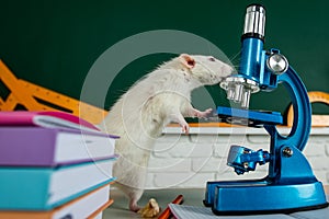 White test rat sitting on microscope, laboratory research. White aboratory rat in a lab. Cute rats in the lab. Education photo