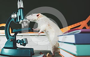 White test rat sitting on microscope, laboratory research. White aboratory rat in a lab. Cute rats in the lab. Education photo