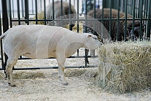 White Texel sheep eating hay at animal exhibition