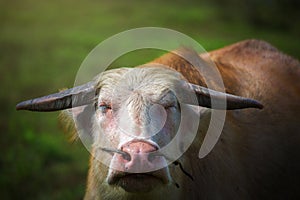 White Thai buffalo