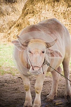 White Thai buffalo in a local farm