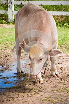 White Thai buffalo in a local farm