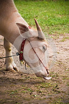 White Thai buffalo in a local farm