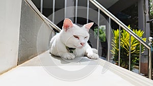 A white Thai cat with a black head lounges on the stairs