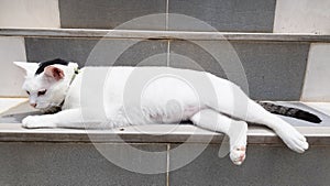 A white Thai cat with a black head lounges on the stairs of the house.