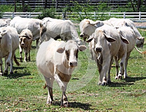 White thai cow photo